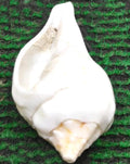 6 Inch White Shankh for Puja & Religious Ceremonies Decorative Spiritual Conch