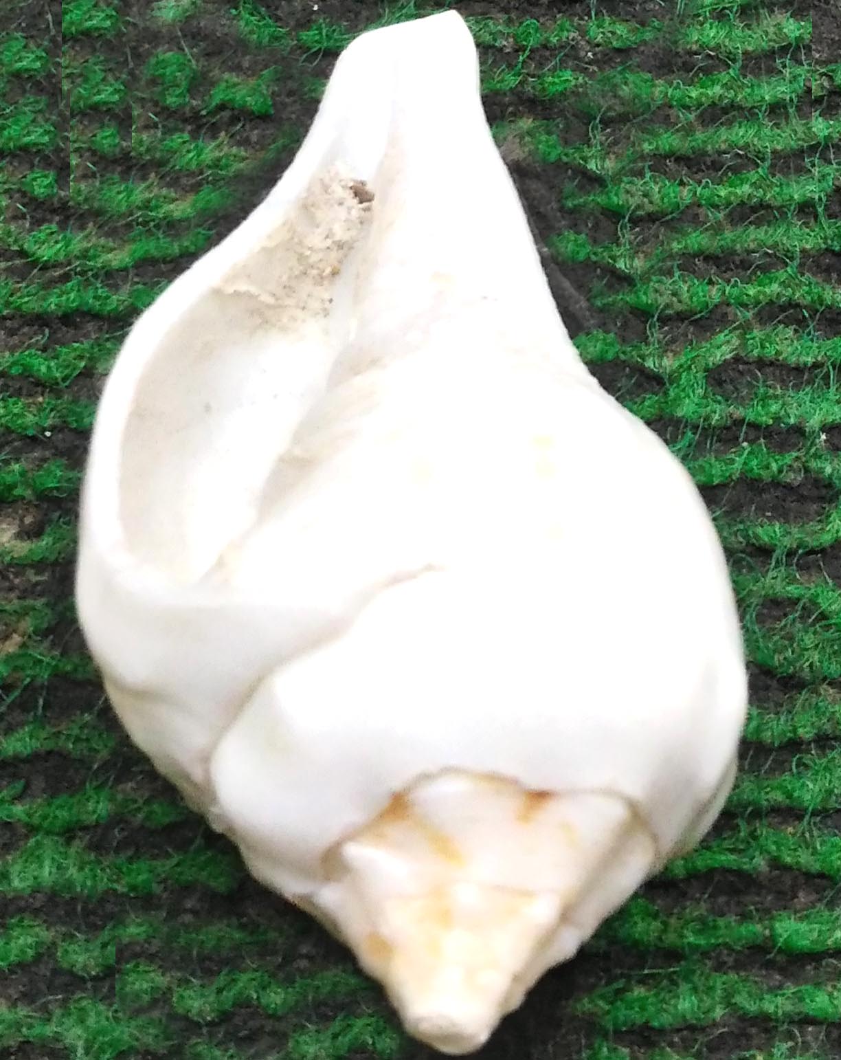 6 Inch White Shankh for Puja & Religious Ceremonies Decorative Spiritual Conch