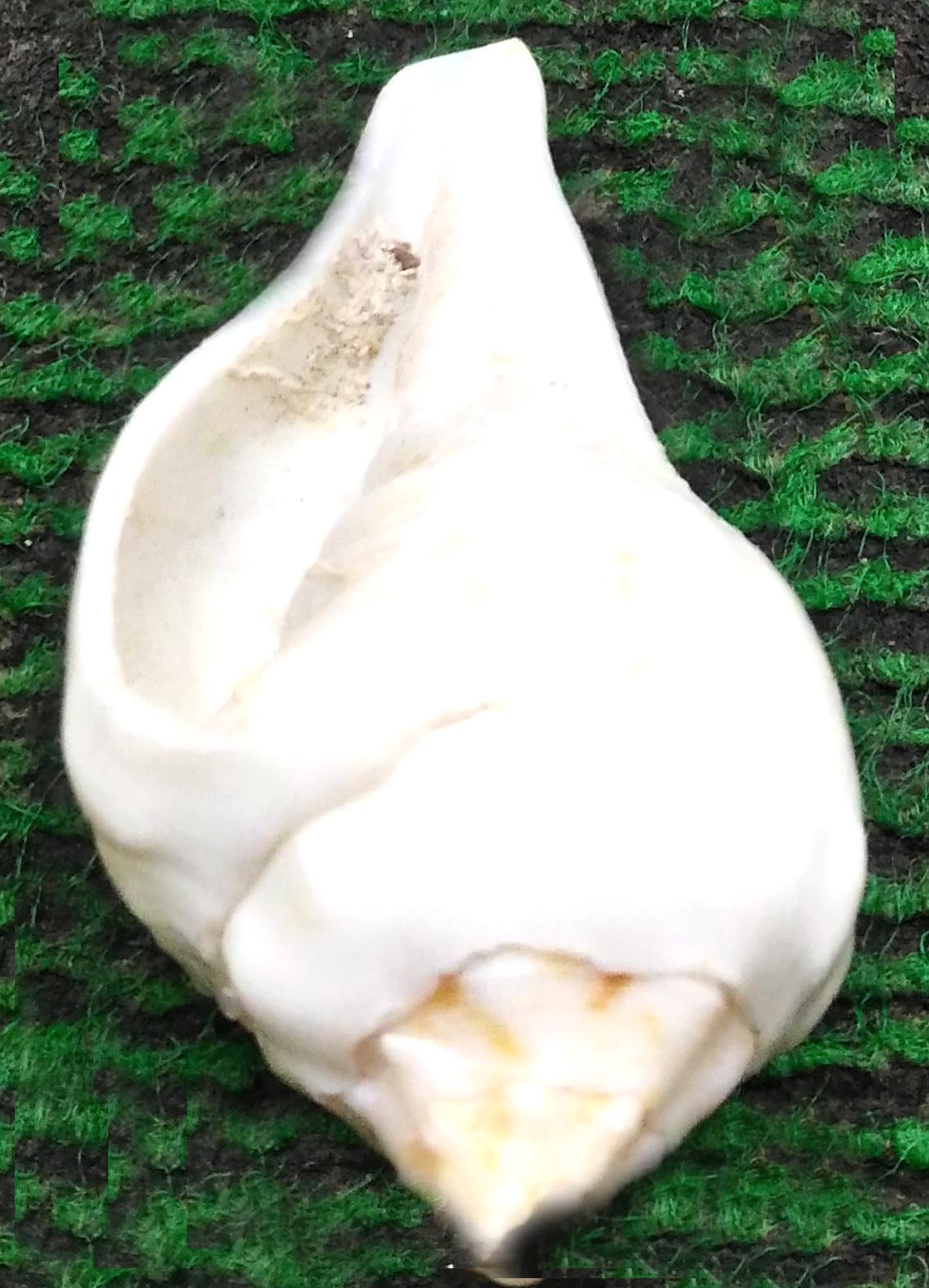 6 Inch White Shankh for Puja & Religious Ceremonies Decorative Spiritual Conch