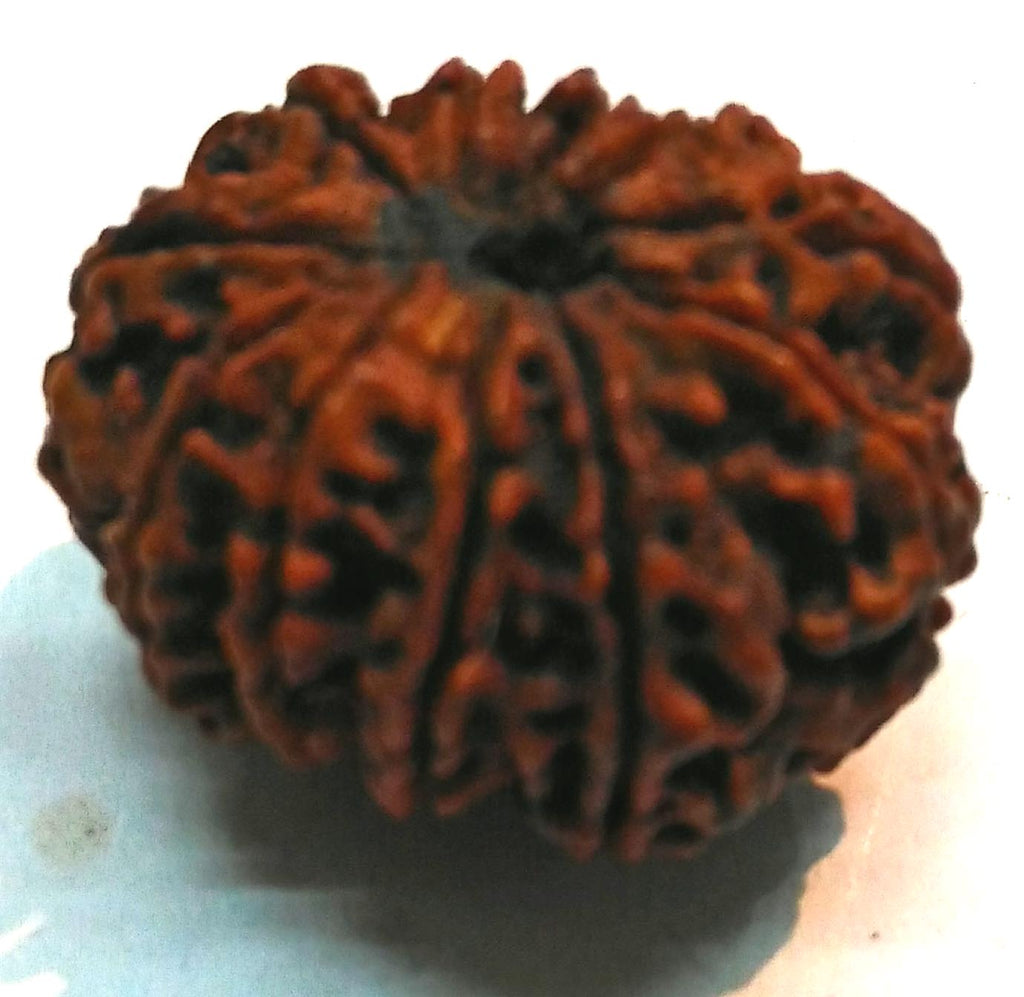 Panchmukhi Rudraksha Beads for Meditation, Puja & Spiritual Wearing