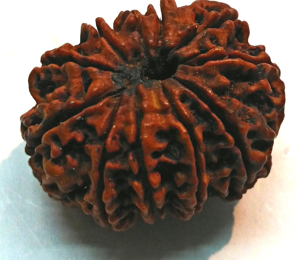 Panchmukhi Rudraksha Beads for Meditation, Puja & Spiritual Wearing