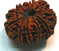 Panchmukhi Rudraksha Beads for Meditation, Puja & Spiritual Wearing