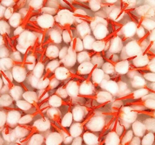 COTTON WICKS FOR DIYA / LAMP HINDU RELIGIOUS PUJA BANARAS GIFT